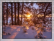 Zima, Śnieg, Zaspy, Drzewa, Promienie słońca