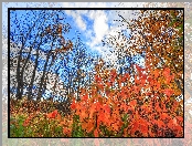Jesień, Liście, Drzewa, Czerwone