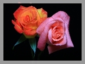 Różowa, Pomarańczowa, Róża
