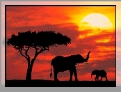 słońca, słonie, słoniątko, drzewo, zachód