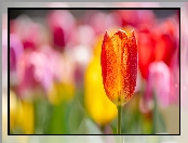 Rozświetlony, Tulipan, Czerwono-żółty