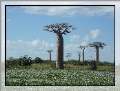 Baobab, Łąka