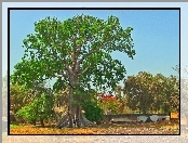 Baobab