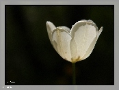 Biały, Tulipan