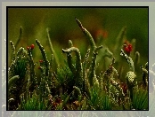 Cladonia, Makro, Porost, Zieleń