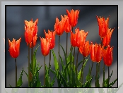 Pomarańczowo-czerwone, Zbliżenie, Kwiaty, Tulipany
