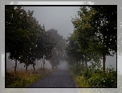 Droga, Zarośla, Mgła, Drzewa