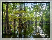 Drzewa, Stany Zjednoczone, Caddo Lake, Cyprysy bagienne, Jezioro, Teksas