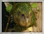 Kakapo, Dziób, Spojrzenie