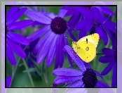 Fioletowe, Motyl, Kwiaty, Żółty