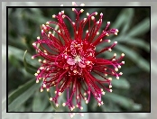 Grevillea, Makro, Australijski, Kwiat