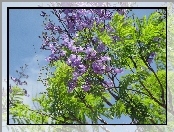 Jacaranda, Mimozolistna