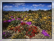 Kwitnące, Kaktusy, RPA