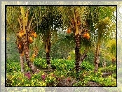 Ogród, Kokosowy, Kwiaty