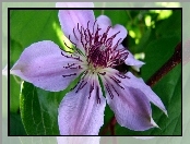 Kwiat, Clematis