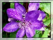 Kwiat, Clematis