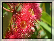 Kwiat, Drzewo, Corymbia Ficifolia