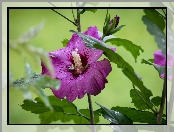 Ślazówka, Deszczu, Kwiat, Krople