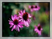 Kwiat, Echinacea