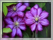 Kwiaty, Clematis