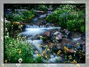 Potok, Kwiaty, Kamienie