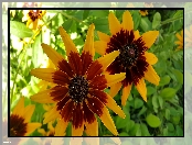 Kwiaty, Rudbekia