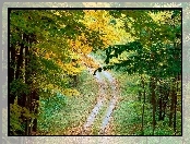 Las, Drzewa, Ścieżka, Jesień