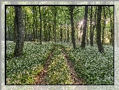 Promienie słońca, Drzewa, Poranek, Czosnek niedźwiedzi, Ścieżka, Las