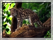 Kot, Margay, Drzewo