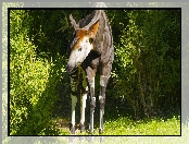 Okapi, Krzewy