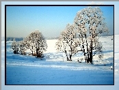 Zaśnieżone, Pola, Drzewa