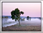 Pole, Drzewa, Rzeka, Mgła