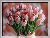 Bukiet, Tulipany, Biało-różowe
