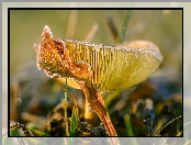 Gołąbek, Makro, Grzyb, Russula