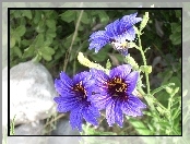 Kwiaty, Salpiglossis Sinuata