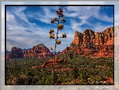 Roślinność, Stany Zjednoczone, Skały, Drzewo, Sedona, Arizona