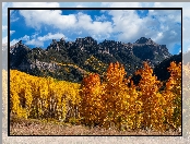 Pożółkłe, Przełęcz, Owl Creek, Góry, Topole, Kolorado, Stany Zjednoczone, San Juan Mountains, Osiki, Jesień, Drzewa