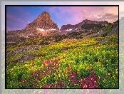 Niebo, Mount Reynolds, Stany Zjednoczone, Góra, Kwiaty, Polana, Park Narodowy Glacier, Łąka, Montana