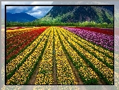 Kolorowe, Tulipany, Uprawa