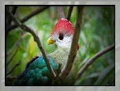 Turaco