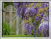 Kwiaty, Wisteria, Płot