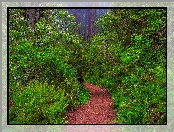 Ścieżka, Paprocie, Kalifornia, Zielone, Park Narodowy Redwood, Stany Zjednoczone, Sekwoje, Różaneczniki, Las, Mgła