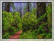 Park Narodowy Redwood, Paprocie, Sekwoje, Stany Zjednoczone, Różaneczniki, Ścieżka, Las, Kalifornia